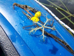 Utricularia radiata