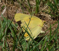 Colias eurytheme
