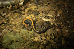 Plethodon shenandoah