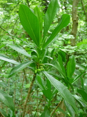 Daphne laureola