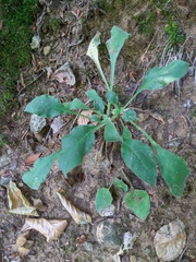 Hieracium murorum