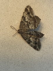 Macaria granitata