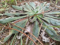 Echium