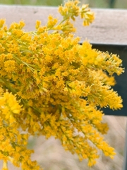 Solidago canadensis