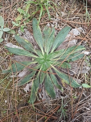 Echium