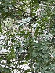 Dermatophyllum secundiflorum