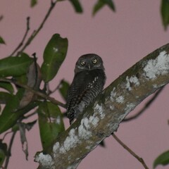 Glaucidium radiatum