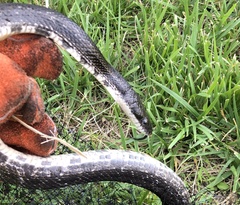 Pantherophis alleghaniensis