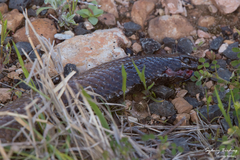 Pseudonaja aspidorhyncha