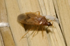 Anthocoridae