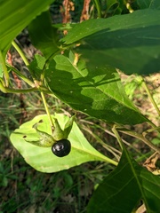 Atropa belladonna