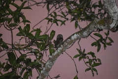 Glaucidium radiatum
