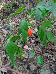 Alkekengi officinarum