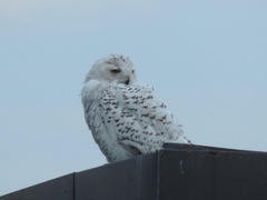Bubo scandiacus