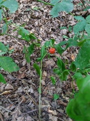 Alkekengi officinarum