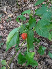 Alkekengi officinarum