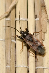 Eremocoris fenestratus
