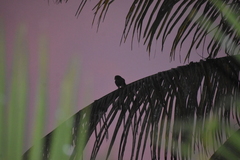 Glaucidium radiatum