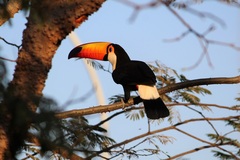 Ramphastos toco