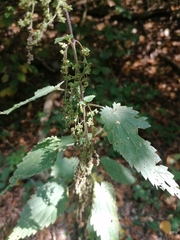 Urtica dioica
