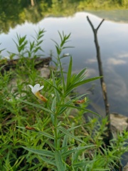 Gratiola officinalis
