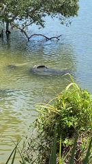Trichechus manatus