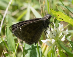 Erynnis horatius