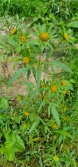 Bidens radiata