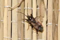 Eremocoris fenestratus
