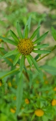 Bidens radiata