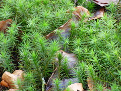 Polytrichum formosum