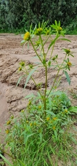 Bidens radiata