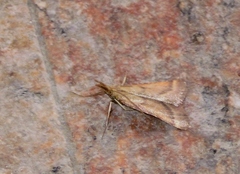 Synaphe punctalis