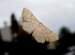 Idaea fuscovenosa