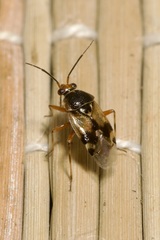 Deraeocoris serenus