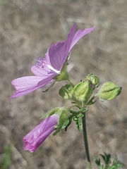 Malva moschata