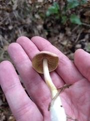 Collybiopsis peronata