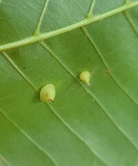 Caryomyia sanguinolenta