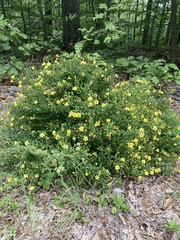 Aureolaria pedicularia