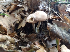 Collybiopsis peronata