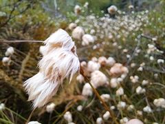 Eriophorum virginicum