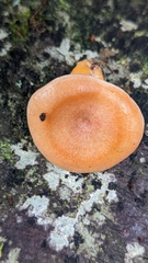 Lactarius