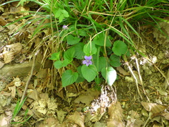 Viola reichenbachiana