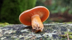 Lactarius