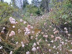 Eriophorum virginicum