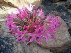 Brunsvigia striata