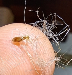 Eriophorum virginicum
