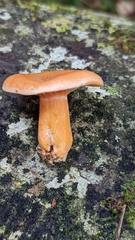 Lactarius