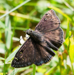 Erynnis horatius