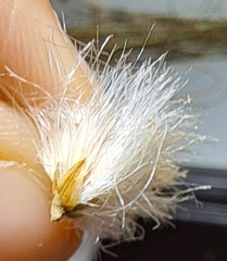 Eriophorum virginicum